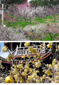 兵庫県たつの市・御津自然観察公園「世界の梅公園」