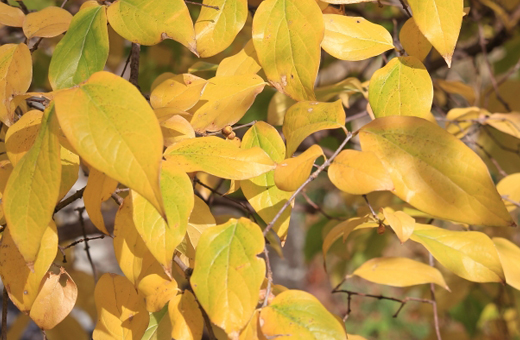 ロウバイ（蝋梅）の秋、葉が黄色く黄葉します