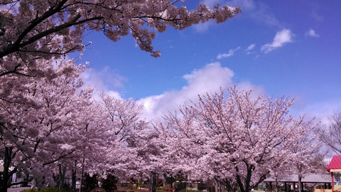 夢公園の桜