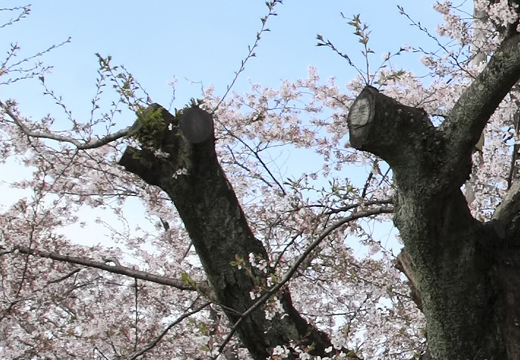 災害にあった桜の木