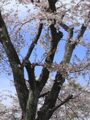 桜の剪定