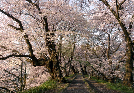 桜公園の歩道