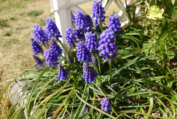 ムスカリの植栽