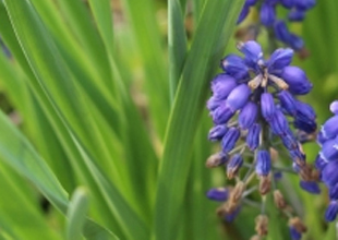 ムスカリの花がら摘み