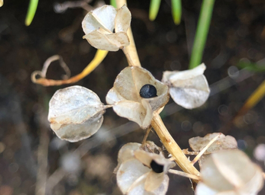 ムスカリの種