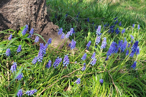 ムスカリの植栽・木の株元