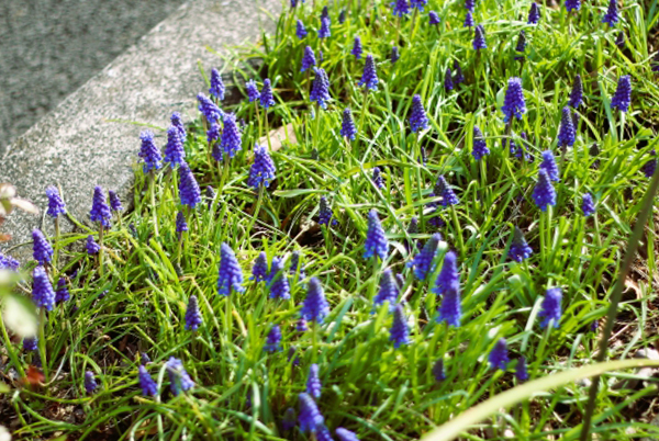 ムスカリの庭・植栽・年間管理