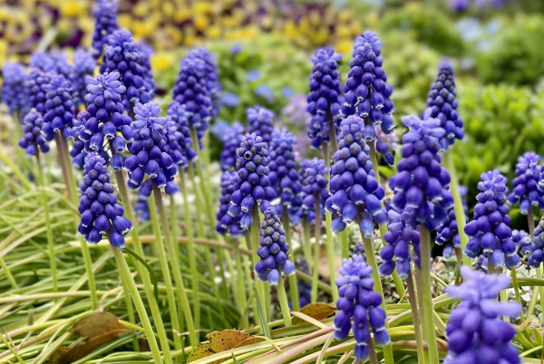 ムスカリの庭・性質を活かす植栽