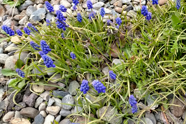 石や砂利を使った植栽