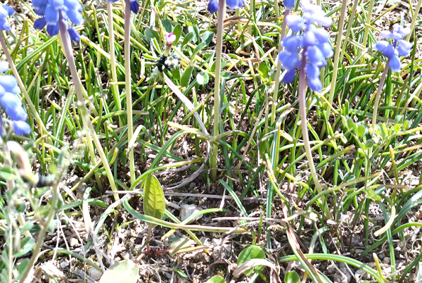 葉を切っているムスカリの姿