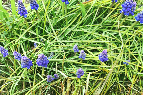 長く伸びたムスカリの葉