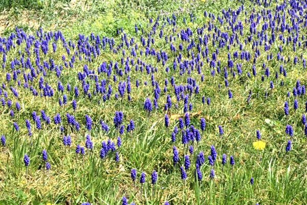ムスカリの花壇