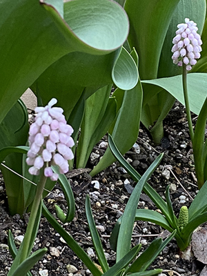 ピンク色のムスカリ（Muscari Pink Surprise /ムスカリ ピンクサンライズ）