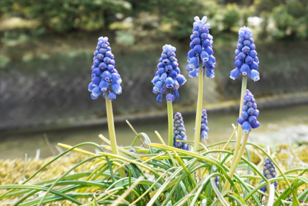 ムスカリの花