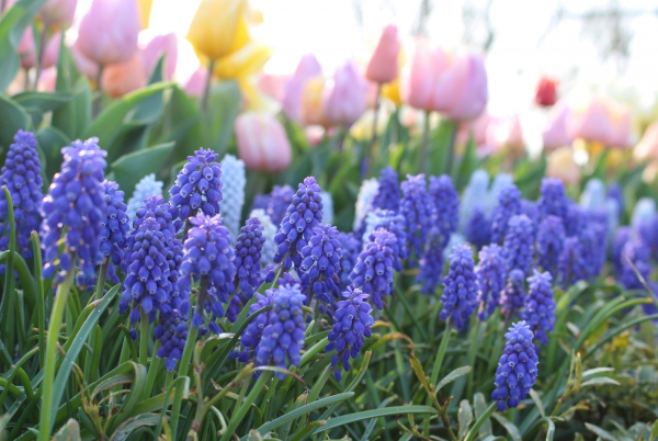 チューリップとムスカリの花壇