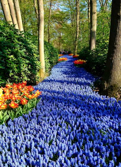ムスカリの花壇