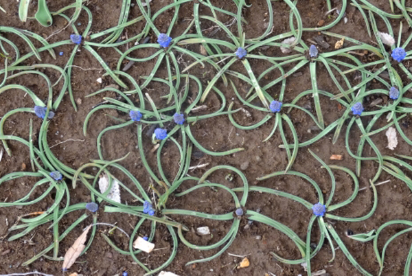 ムスカリの葉の成長