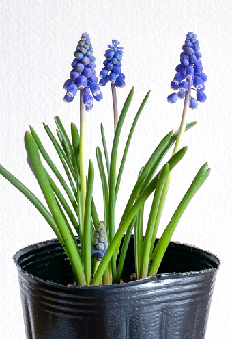 ムスカリのポット苗（芽出し苗）