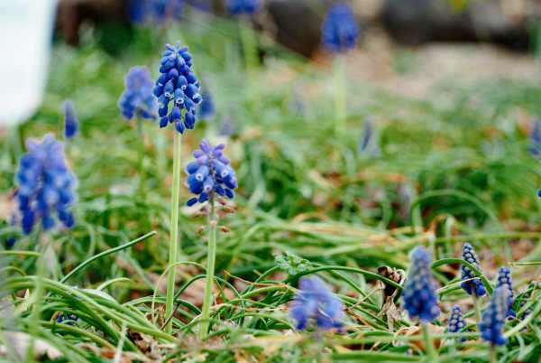 ムスカリの花の終わり