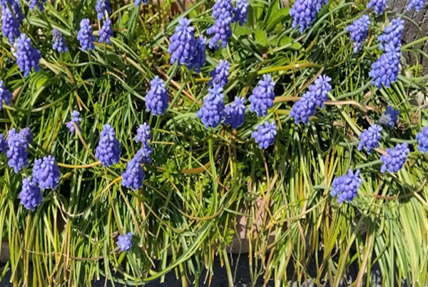 ムスカリの花・手入れ