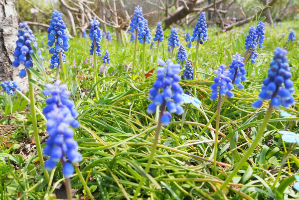 ムスカリの手入れ・花がら摘み