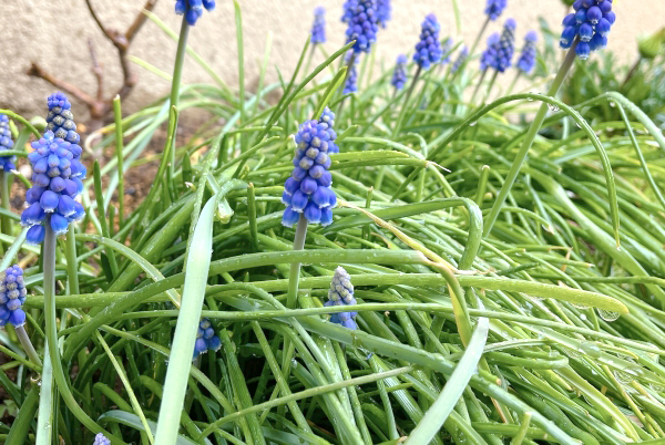 植えっぱなしのムスカリ