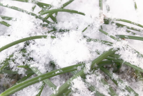 雪が積もったムスカリの葉