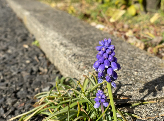 丈夫で強い・ど根性ムスカリ