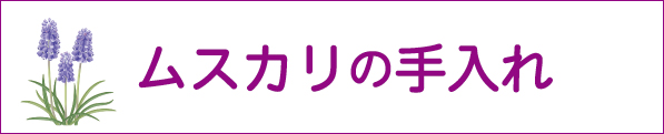 ムスカリの手入れ