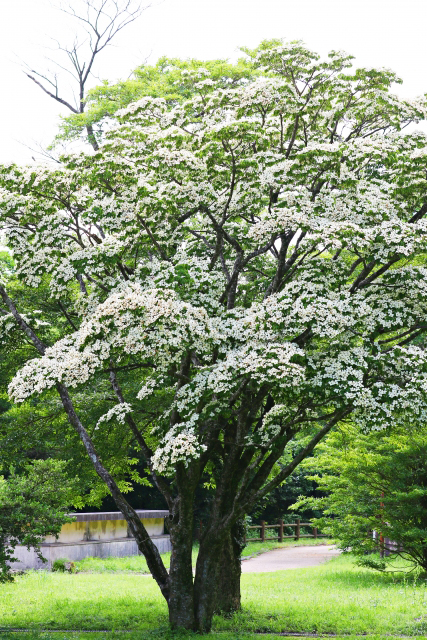 地植えのヤマボウシの木・株立ち樹形