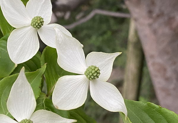 ヤマボウシの開花