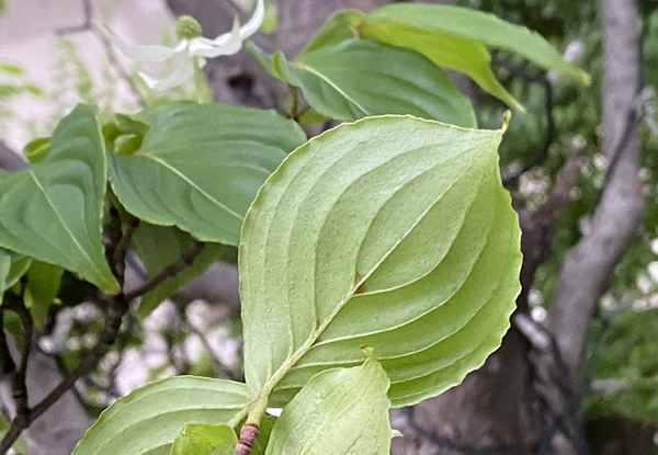 ヤマボウシ(山法師)の葉の裏面
