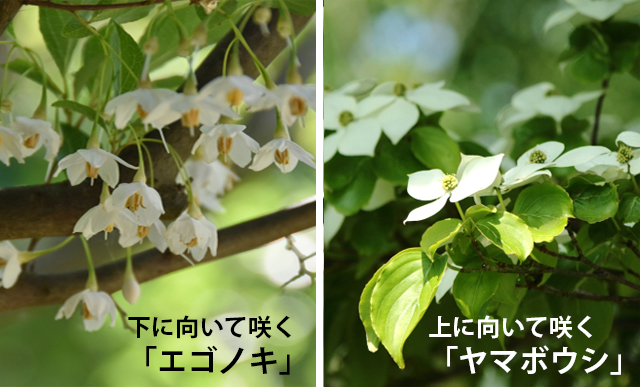 エゴノキの花とヤマボウシの花