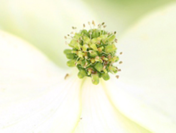 ヤマボウシ(山法師)の花のつき方