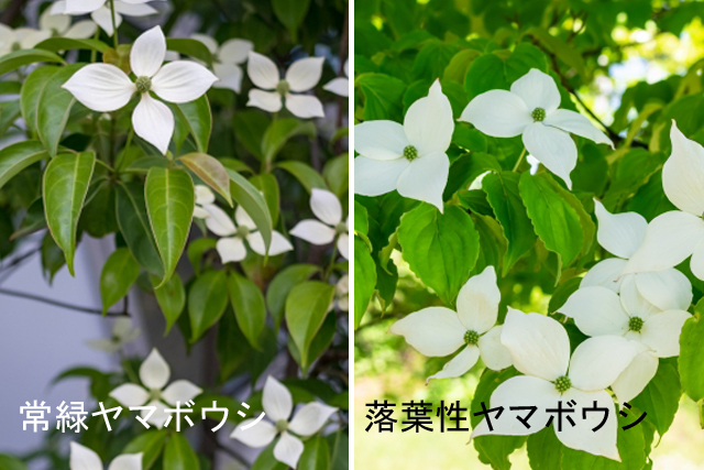 常緑ヤマボウシと落葉ヤマボウシの違い・見分け方
