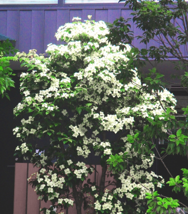 地植えの庭木のヤマボウシ