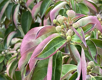 常緑ヤマボウシの紅葉