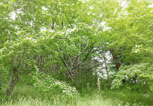 地植えのヤマボウシ（山法師）・庭木・手入れ｜山崎造園（兵庫県宍粟市