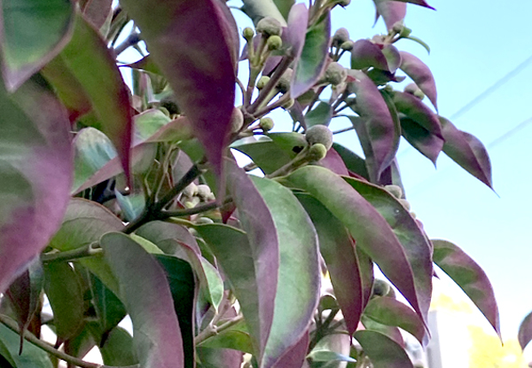 常緑ヤマボウシの紅葉