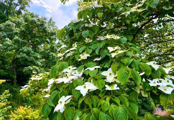 地植えのヤマボウシ（山法師）・庭木・手入れ｜山崎造園（兵庫県宍粟市