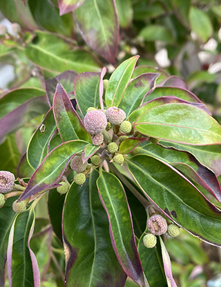 常緑ヤマボウシの選抜品種