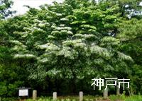 神戸市指定 市民の木「ヤマボウシ」