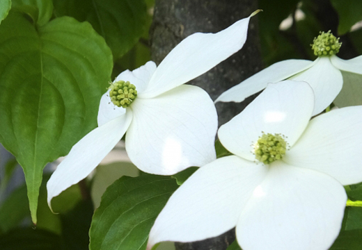 ヤマボウシ(山法師)の開花