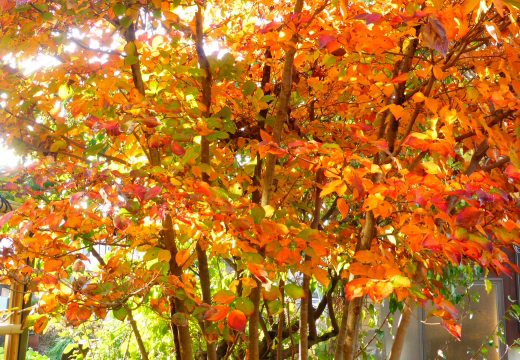 ヤマボウシの紅葉