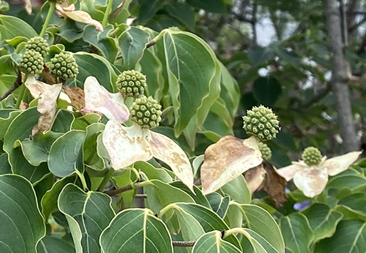 ヤマボウシ(山法師)の赤い果実