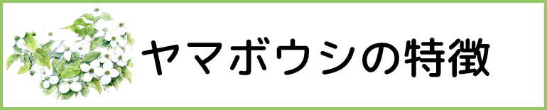 ヤマボウシの特徴