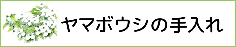 ヤマボウシの手入れ
