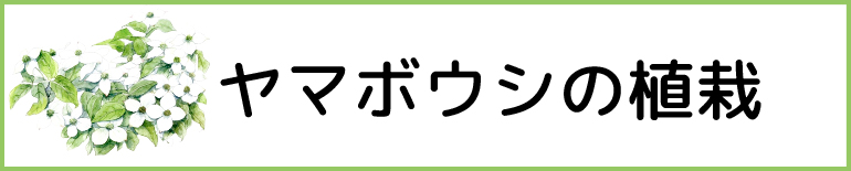 ヤマボウシの植栽