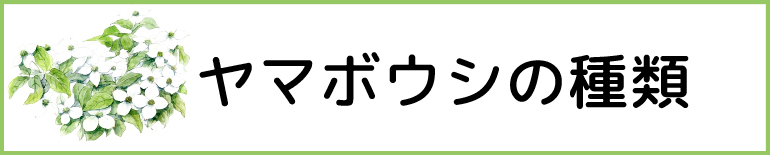 ヤマボウシの種類