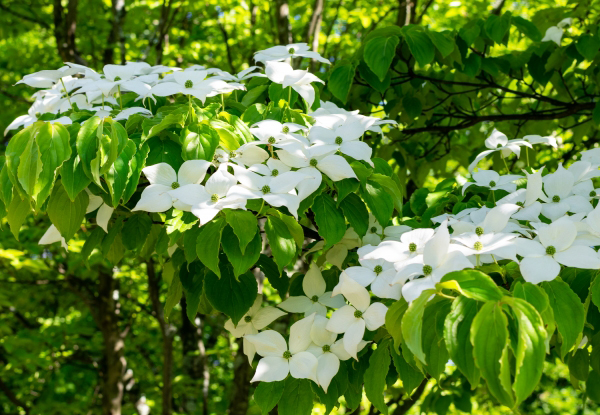 ヤマボウシの植栽